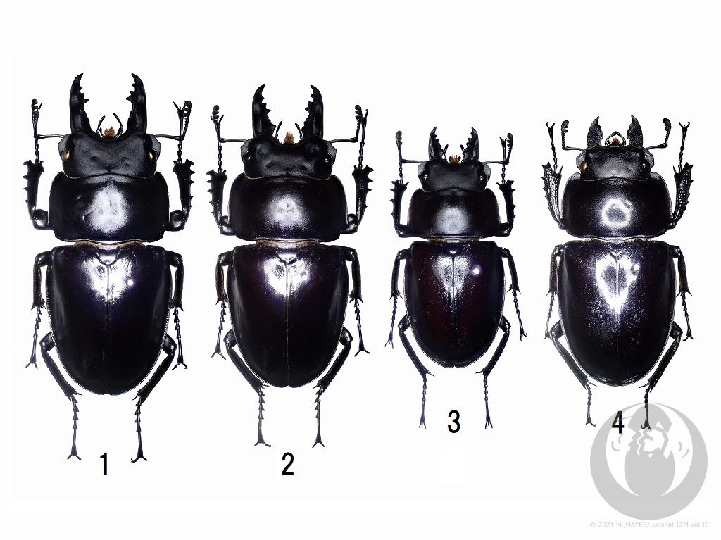 アマミマルバネクワガタについて - Lucanid.IZM Vol.II -日本産