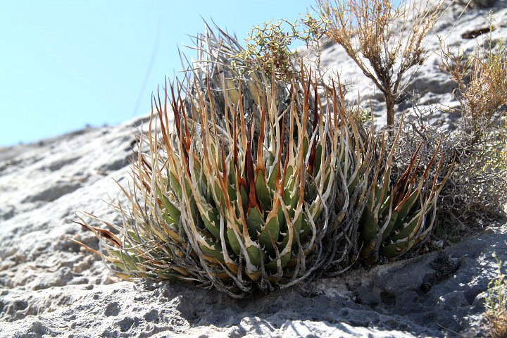 Shabomaniac! 完全版・アガベ・ユタエンシス解読 エボリスピナと