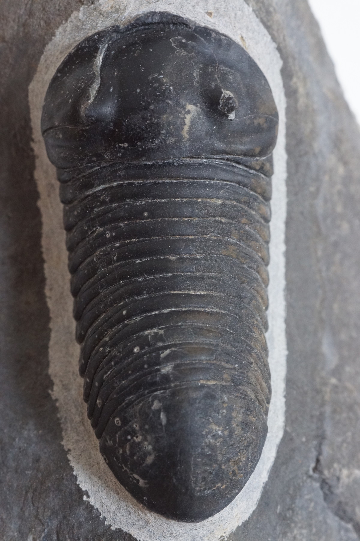 三葉虫界のダンゴムシこと Parahomalonotus planus パラホマロノタス