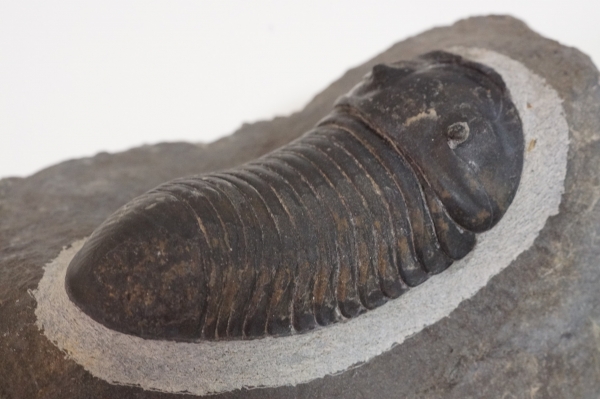 三葉虫界のダンゴムシこと Parahomalonotus planus パラホマロノタス