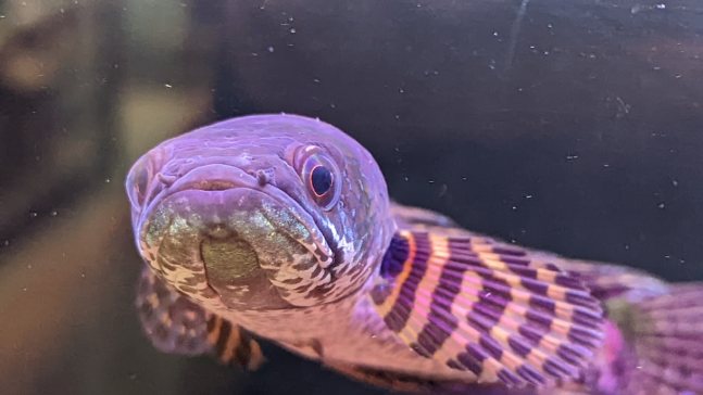 ひごペットフレンドリーイオンモール鳥取北】バイオレットスネヘ良い