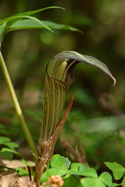 テンナンショウの仲間を探して・・伊豆方面へ | 花とキノコの山日記