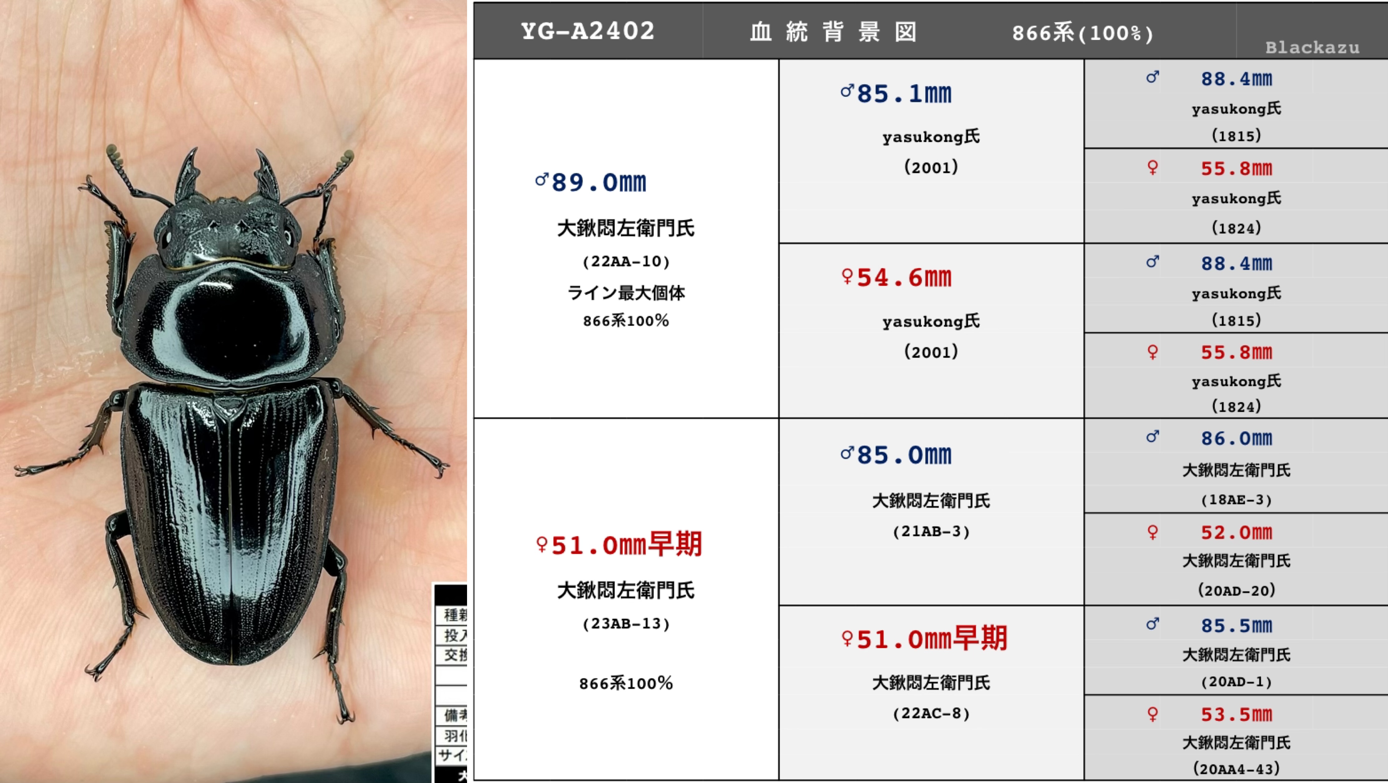 2024ブリードライン確定(YG866系) オオクワガタ 能勢yg血統 | Blackazu
