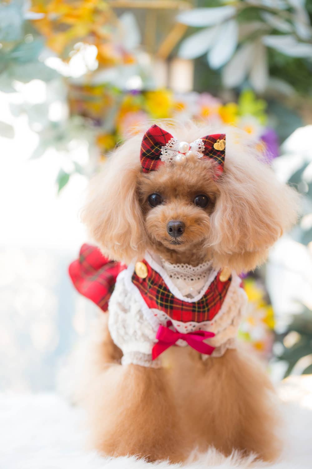 ブルブブ Bul Bu Bu 未使用 つなぎ ロンパース XXS ブルブブ Bul Bu Bu