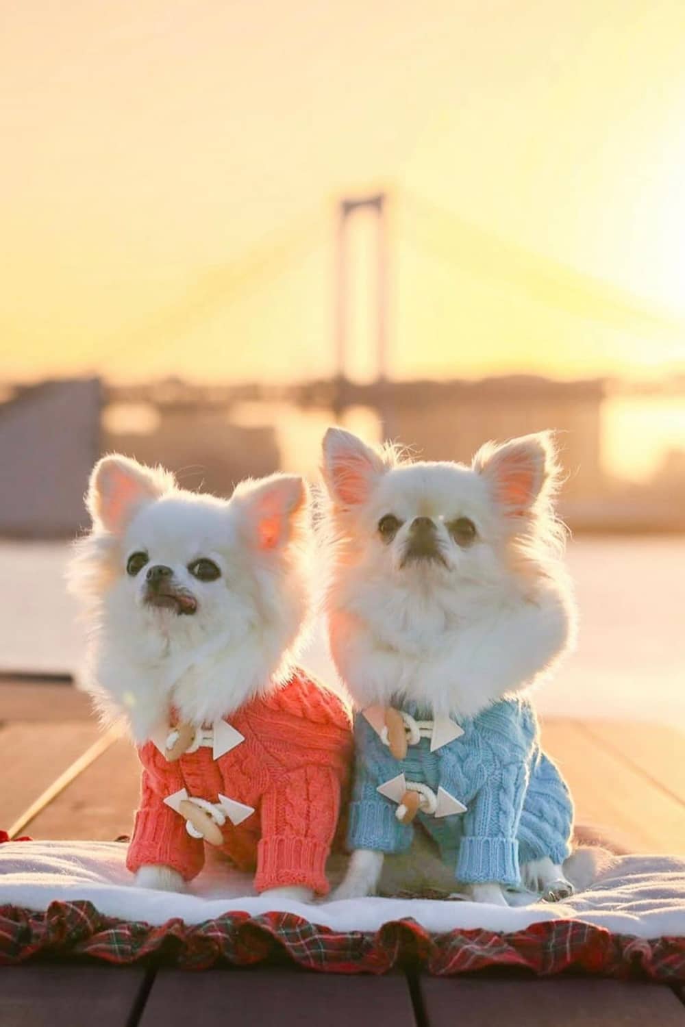 ドッグブティック・ブルブブ