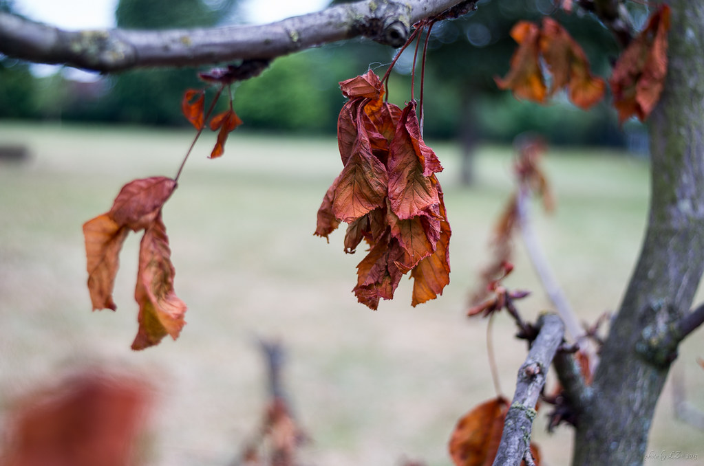 Pentacon / Meyer Optik Lydith 30mm F3.5 Lens Reviews