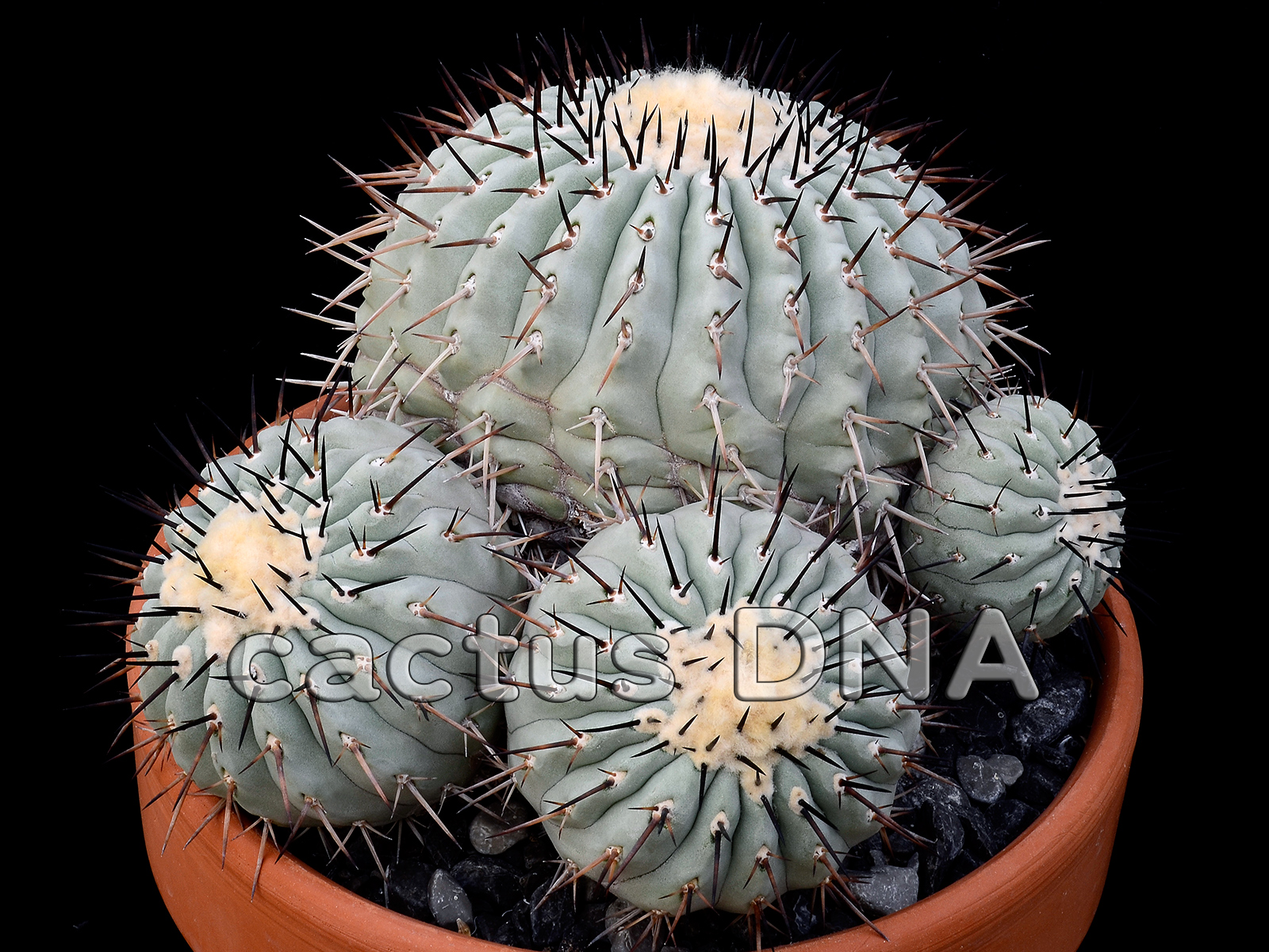 Copiapoa cinerea - (S) dark-black spine selection | Cactus DNA