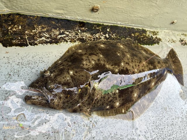 ダイワ DAIWA 21 ソルティガIC 300HL-SJ 左巻(300HL-SJ): リール｜釣具