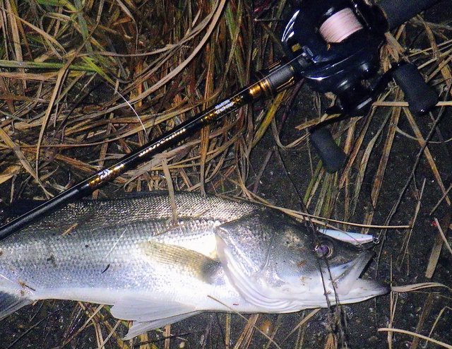 ダイワ シーバスロッド モアザン ブランジーノ EX AGS 88MB(ベイト 2