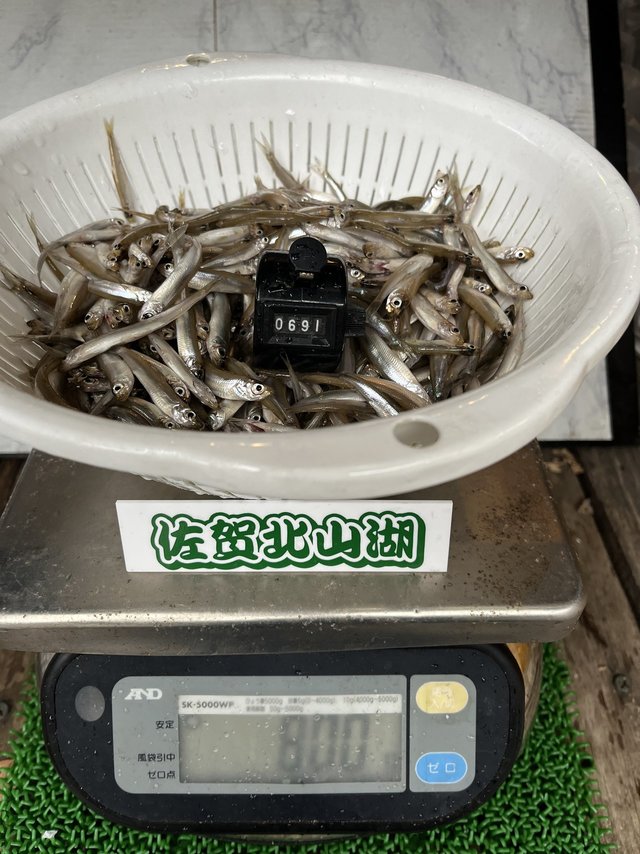 ダイワ ワカサギリール クリスティア ワカサギ CRS-Cα ネビュラ