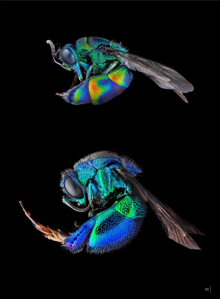 神秘の標本箱 ‐昆虫‐」丸山宗利 [ノンフィクション] - KADOKAWA