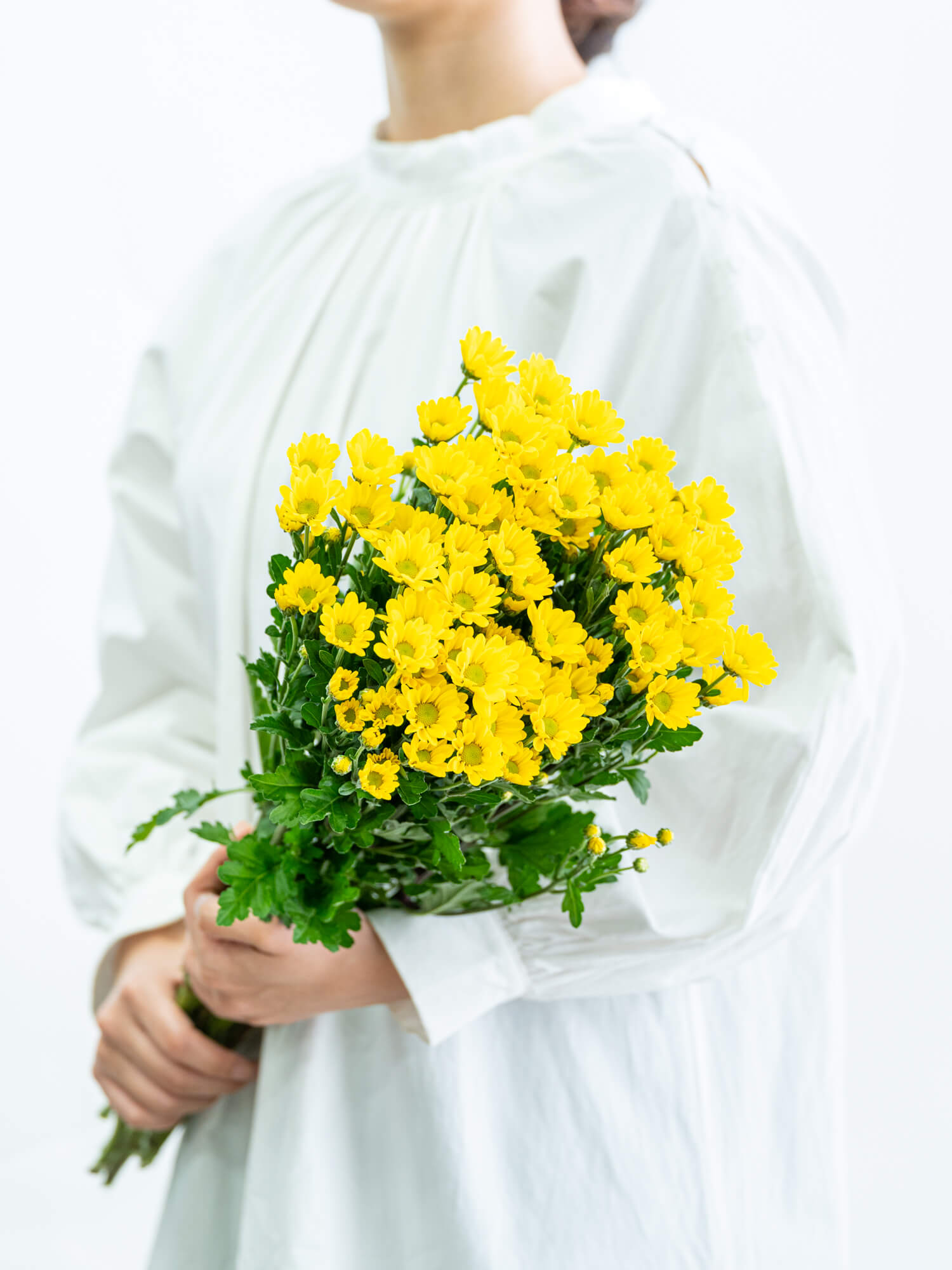 SPキク（黄）J・ラーガ｜花の仕入れを簡単に。花材の卸通販｜ハナイチ