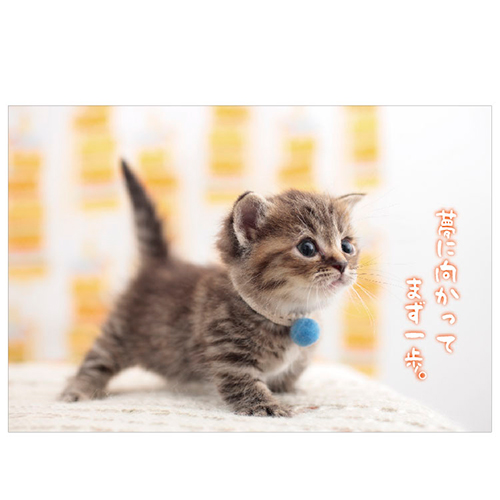 アクティブコーポレーション ネコポストカード A12−PB−497｜【ハンズ