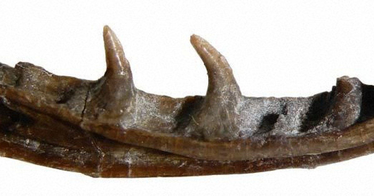 新種トカゲの化石発見 1億1000万年前、同類で世界最古 兵庫 | 毎日新聞