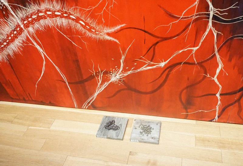 美術作品の隣に“動物の糞” 鴻池朋子さんが問う美術館の役割 | 毎日新聞