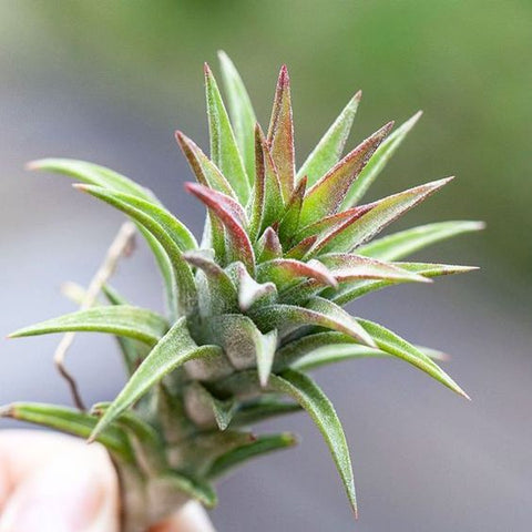 What are Tillandsia Ionantha Vanhyningii Air Plants? – Air Plant