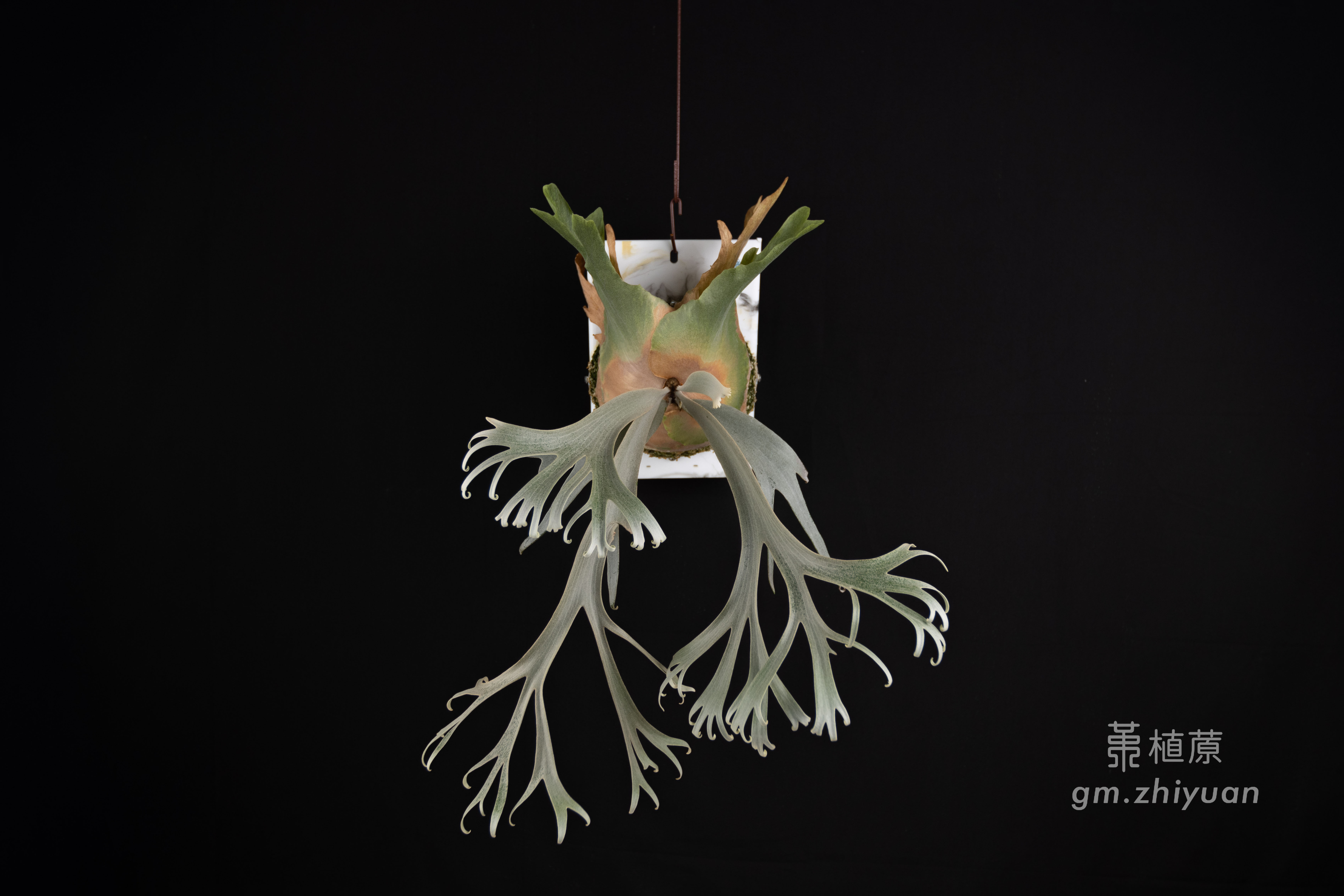 ビカクシダ P.Willincky Gabriel ビカクシダP. Gabriel子株 （P. Dwarf