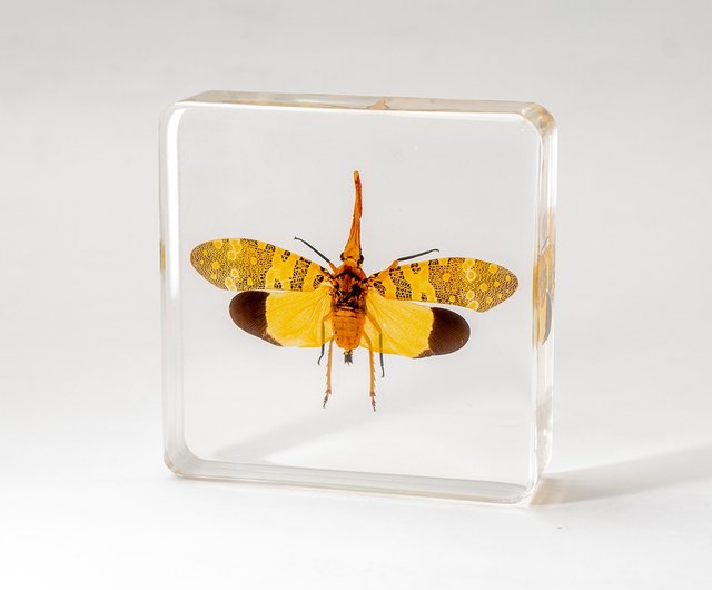 木製昆虫標本箱 5個セット 木製昆虫標本箱 5個セット 標本箱5セット