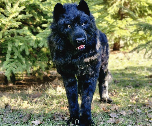 ウクライナ 灰色オオカミ リアルなアート人形 OOAK 人工ぬいぐるみ