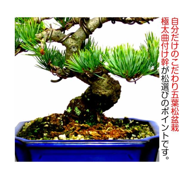 盆栽 松 五葉松 希少 樹齢15年 完成された樹形美 富士山をイメージした