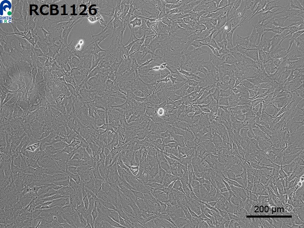 CELL SEARCH SYSTEM -CELL BANK- (RIKEN BRC) [RCB1126 : MC3T3-E1]