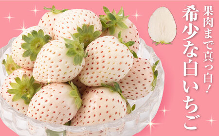希少な白いちご「パールホワイト」220g×2p / いちご [IZZ003] | 佐賀県