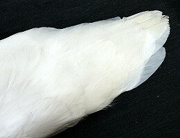 座箒（掃込） 白鳥 – 茶炭俱楽部