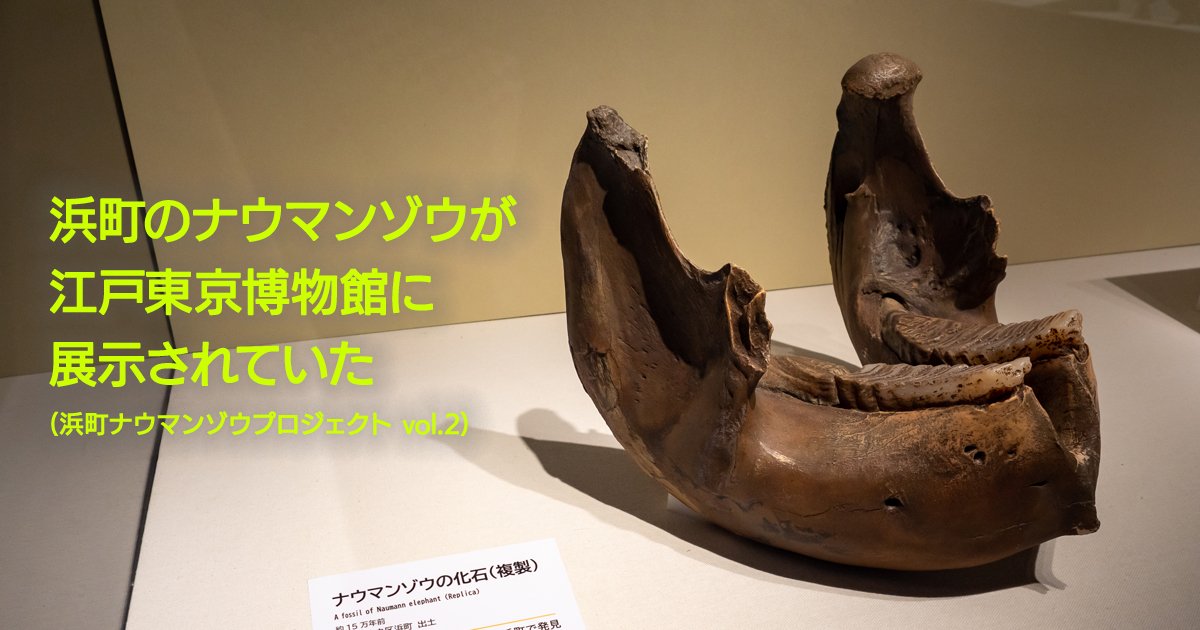 江戸東京博物館に浜町ナウマンゾウの化石が。早速見学してきた!｜歴史