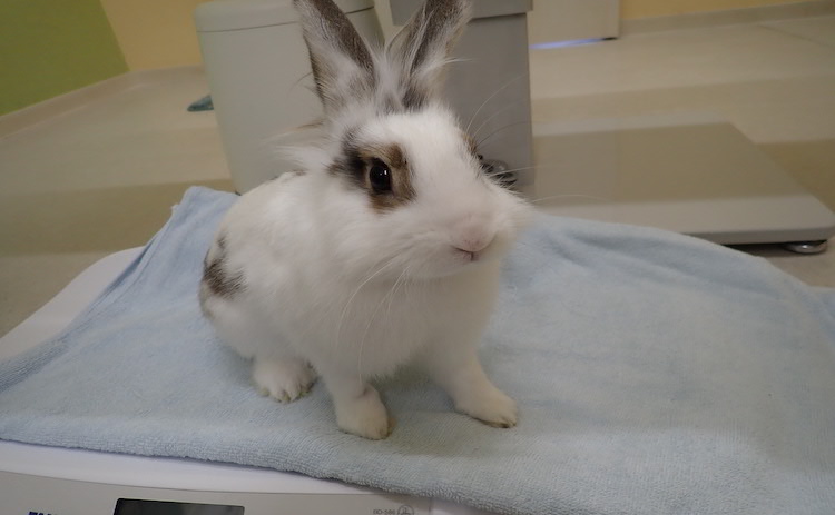 うさぎ | 病気かなと思ったら。検査、治療、手術、入院に対応 | ちゅら