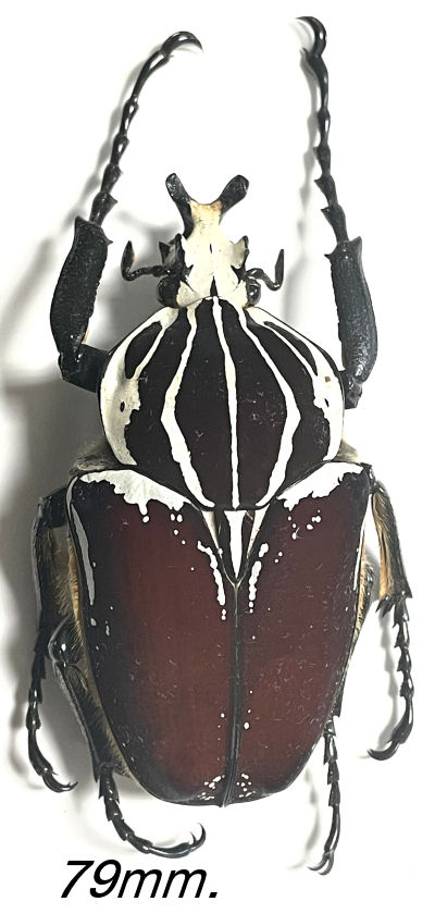 Goliathus goliatus ab. vittatus - Insect collector's shop