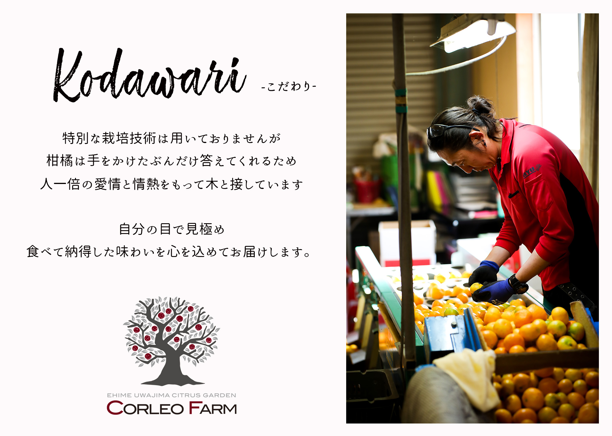 コルレオファーム / 【早生みかん】とろける食感の絶品宮川早生みかん