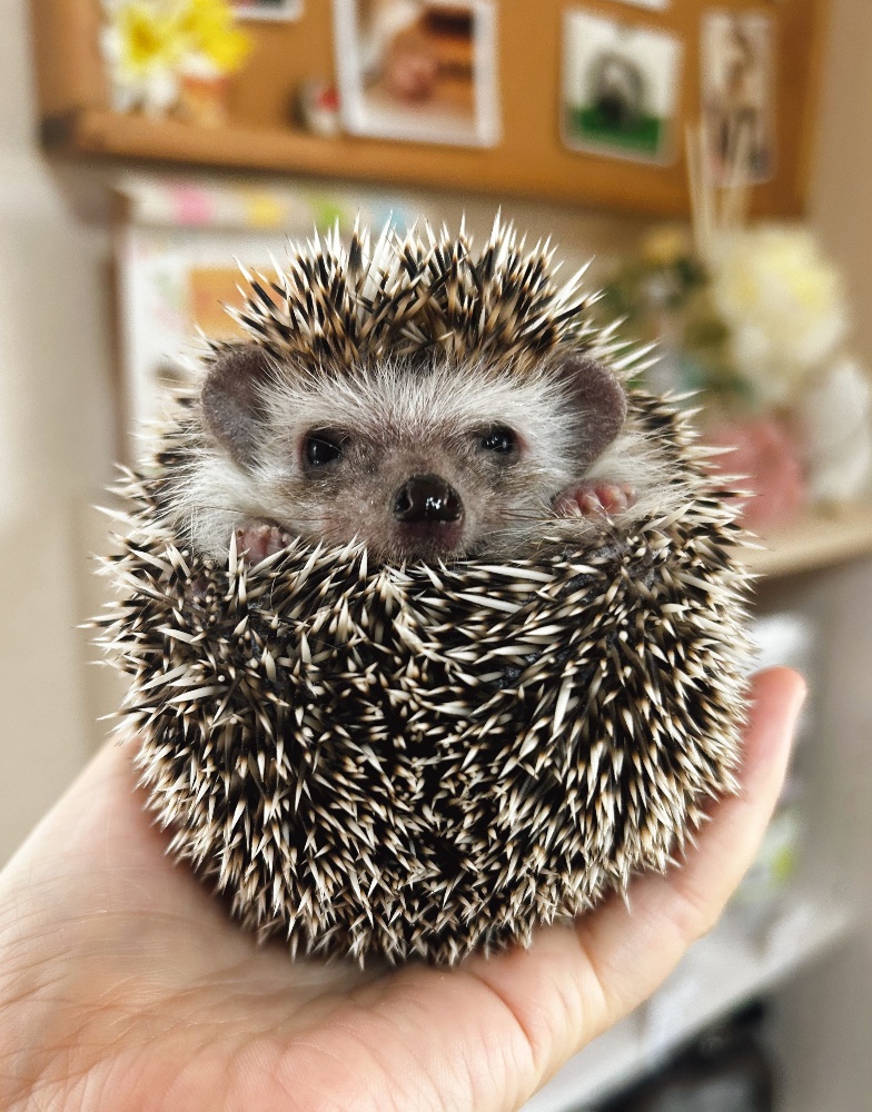 ショップ | ハリネズミ専門店＊とことこあにまる