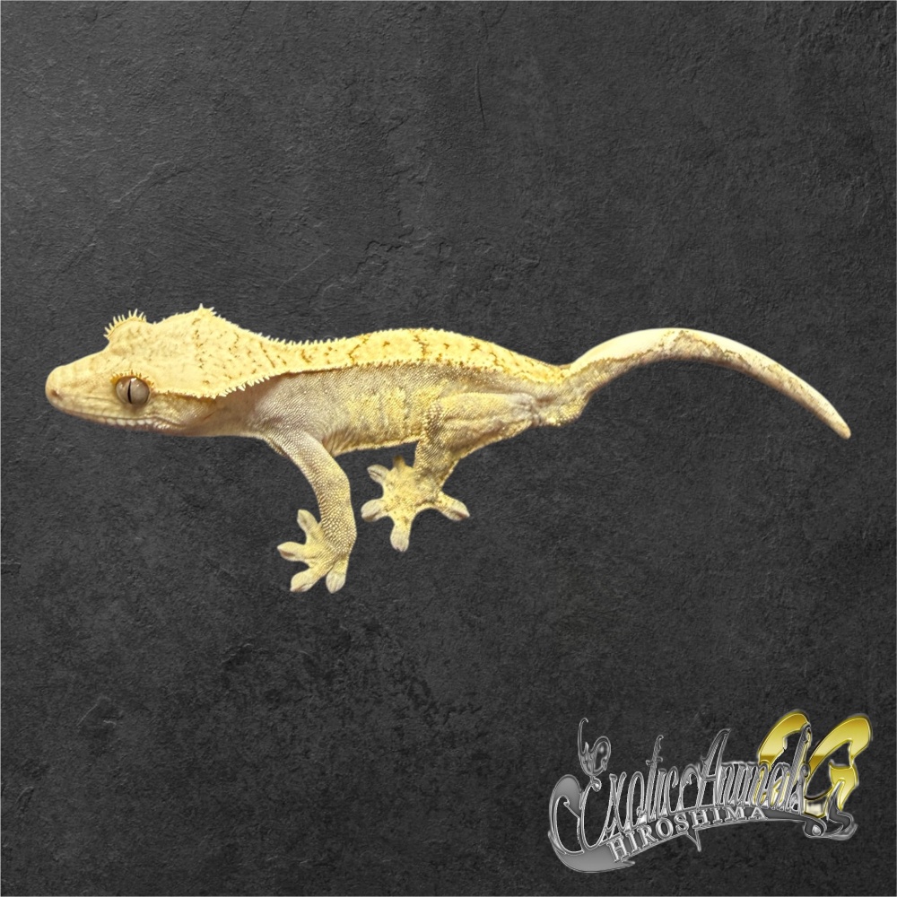 ヤモリ | 広島爬虫類ショップ OG Hiroshima オージー