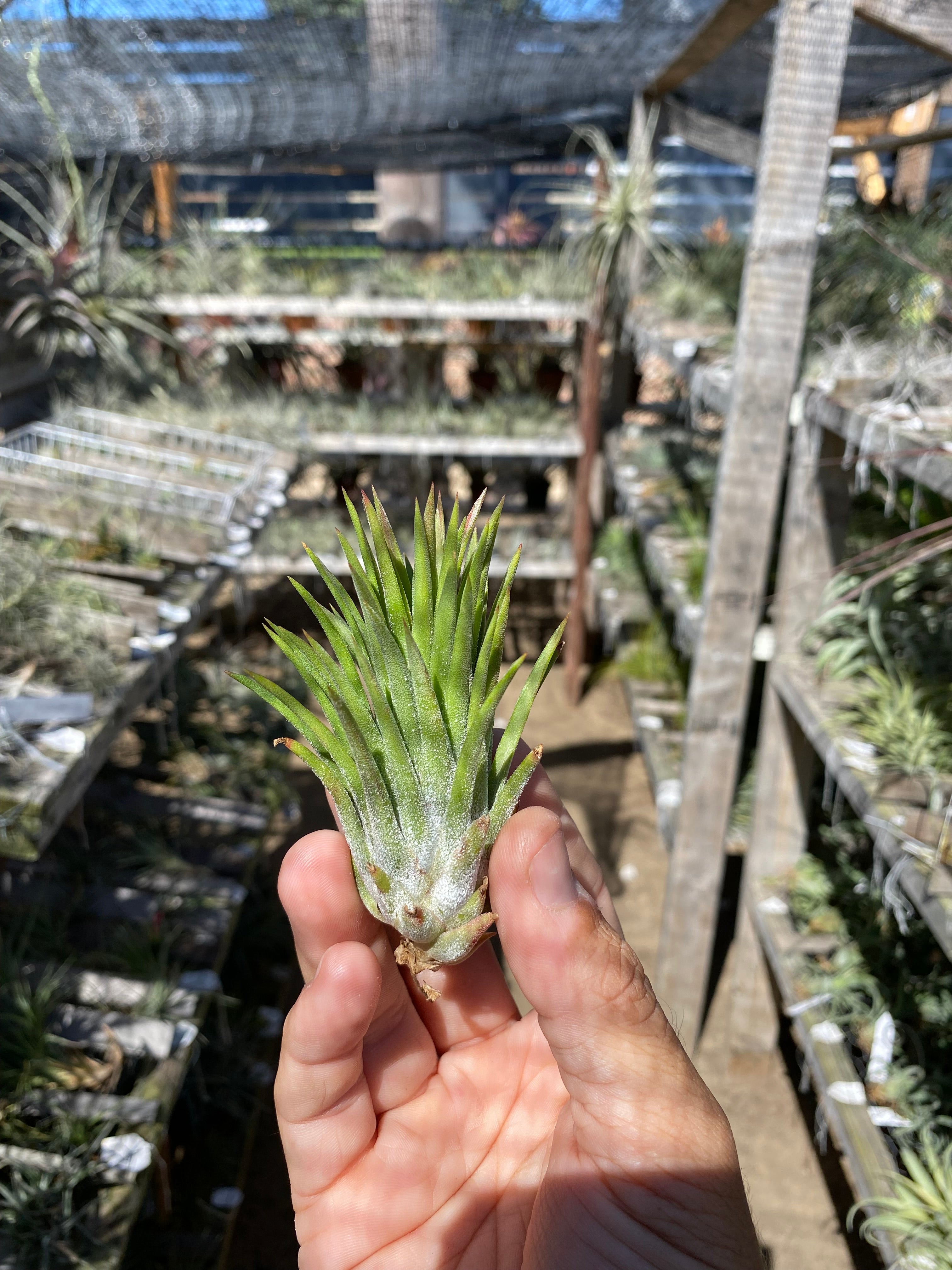 Tillandsia ionantha Apretado BRT – Cuffel Farms