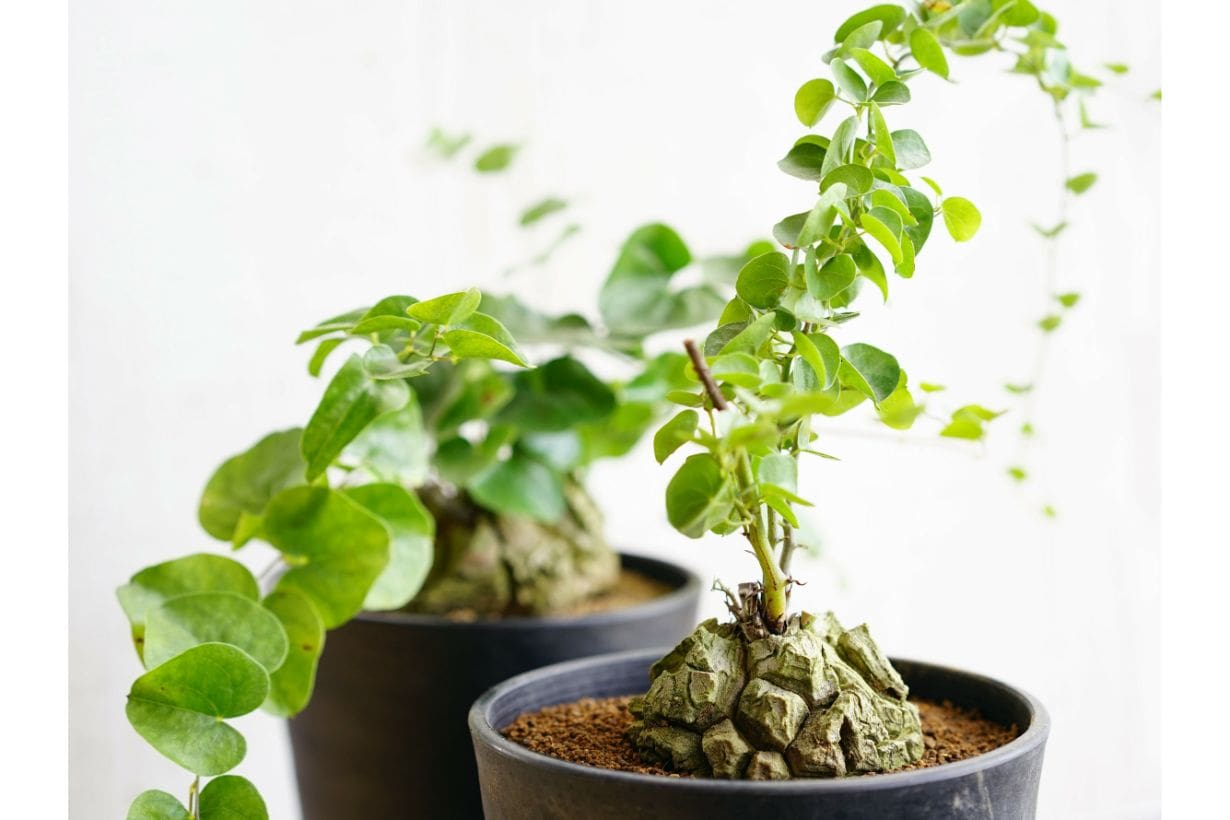 人気の塊根植物(コーデックス)とは？ 種類や育て方をわかりやすく解説