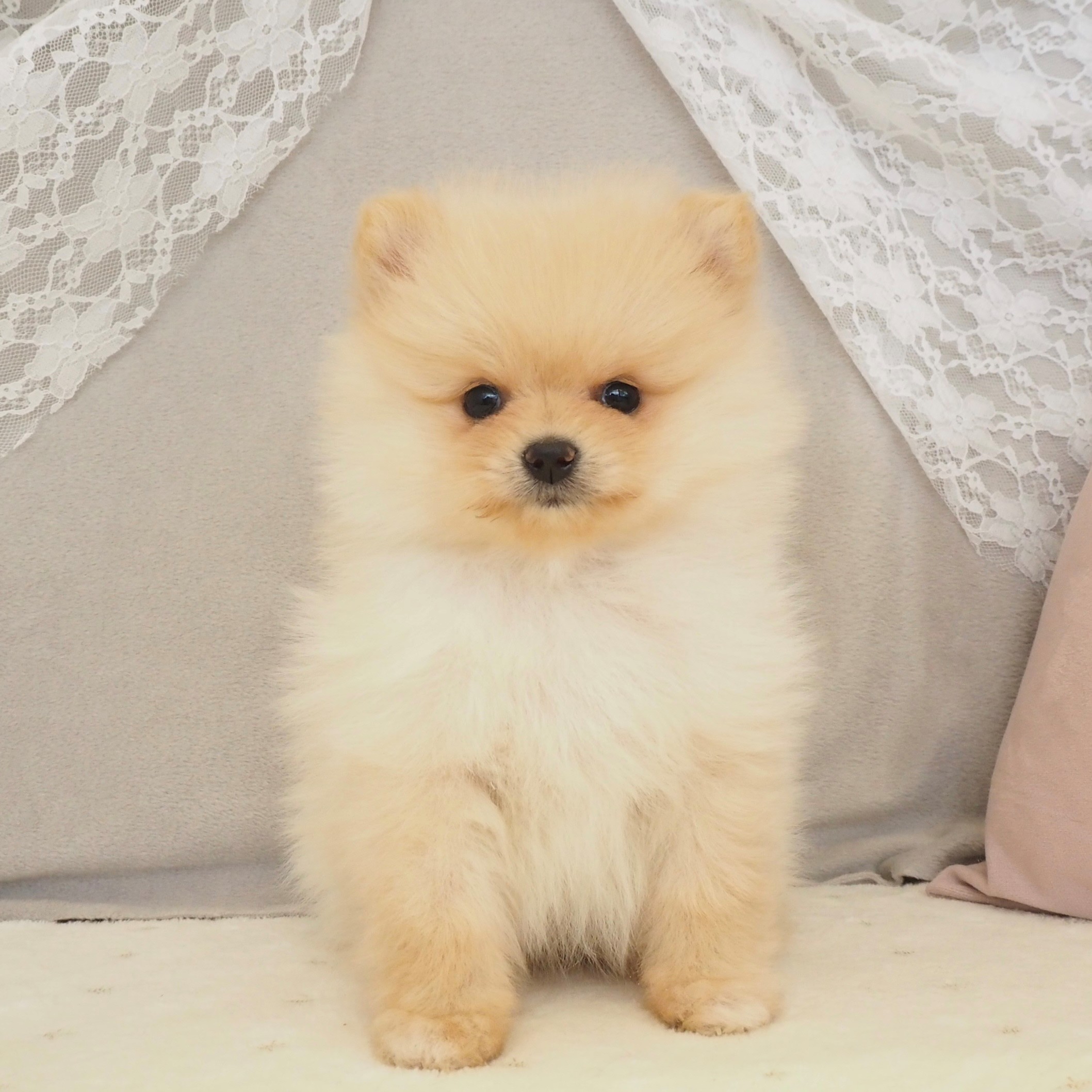 福岡県のポメラニアン ホワイト 女の子のご紹介(201026) | ペット