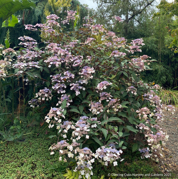 Hydrangea aspera -- Purple Form, Rough-leaved Hydrangea – Dancing