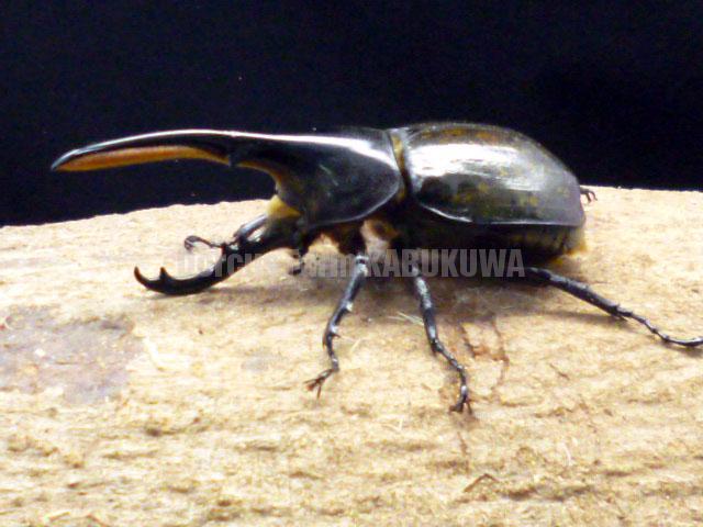 天然から純血F7☆新成虫☆ヘラクレスモリシマイ♂110mm♀62mmペア