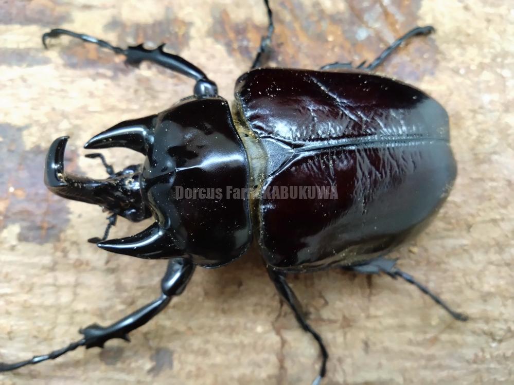 ゾウカブト成虫 | Dorcusfarm