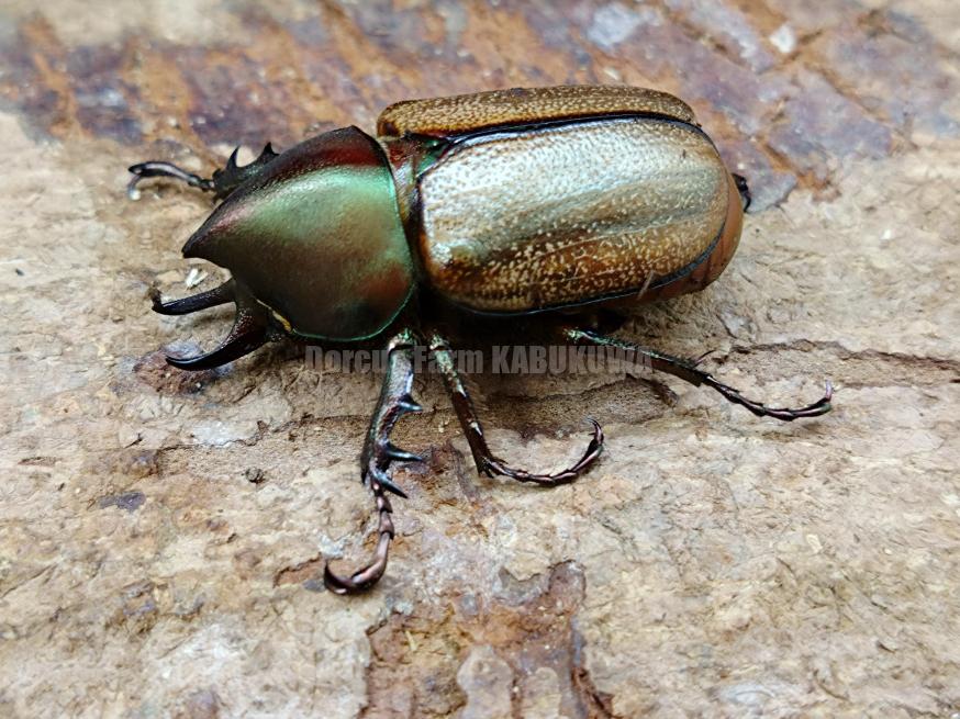 天然からのF1☆新成虫☆ウルスヒナカブト（Hライン） | Dorcusfarm