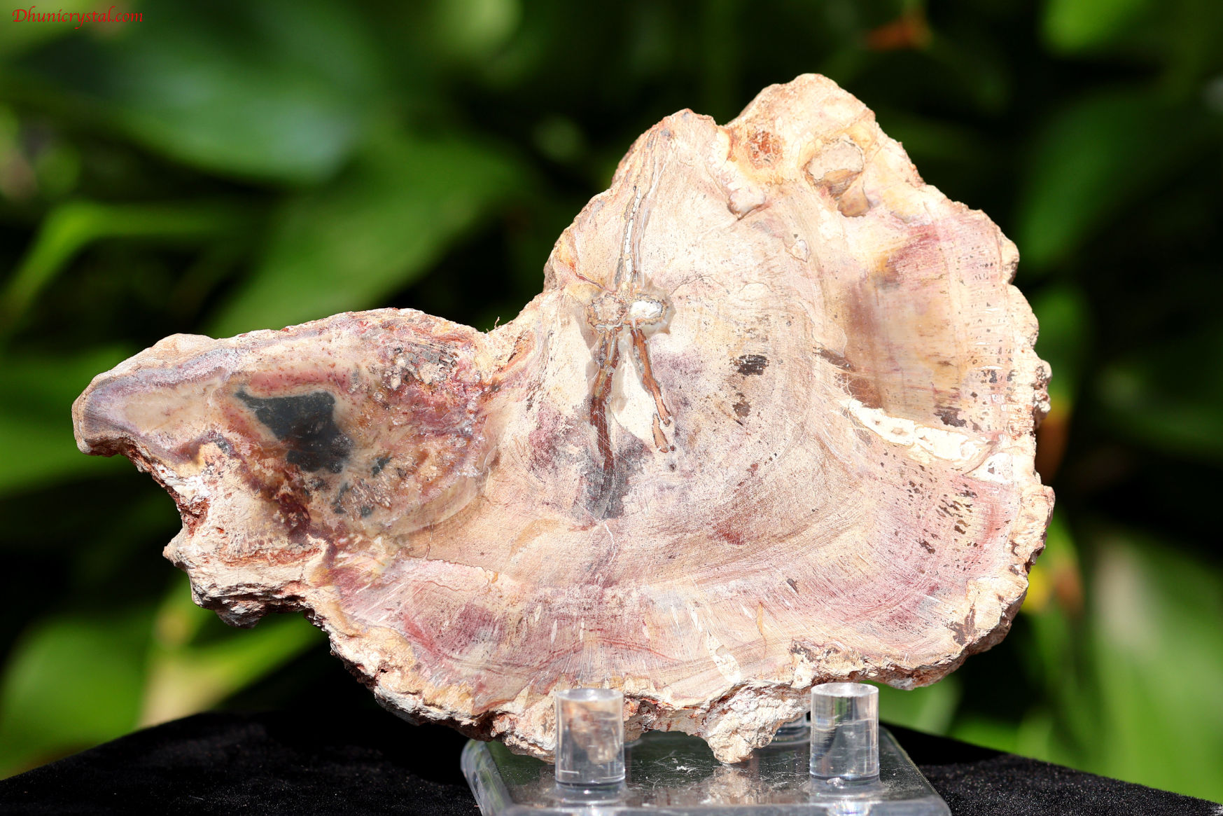 ペトリファイドウッド/珪化木(W837)