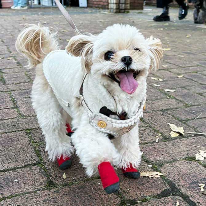 犬の靴屋さんDogSoxx® | 脱げない快適さ、あなたのワンちゃんに