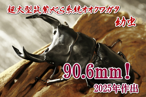 超大型血統オオクワガタ ｜ドルクスダンケ