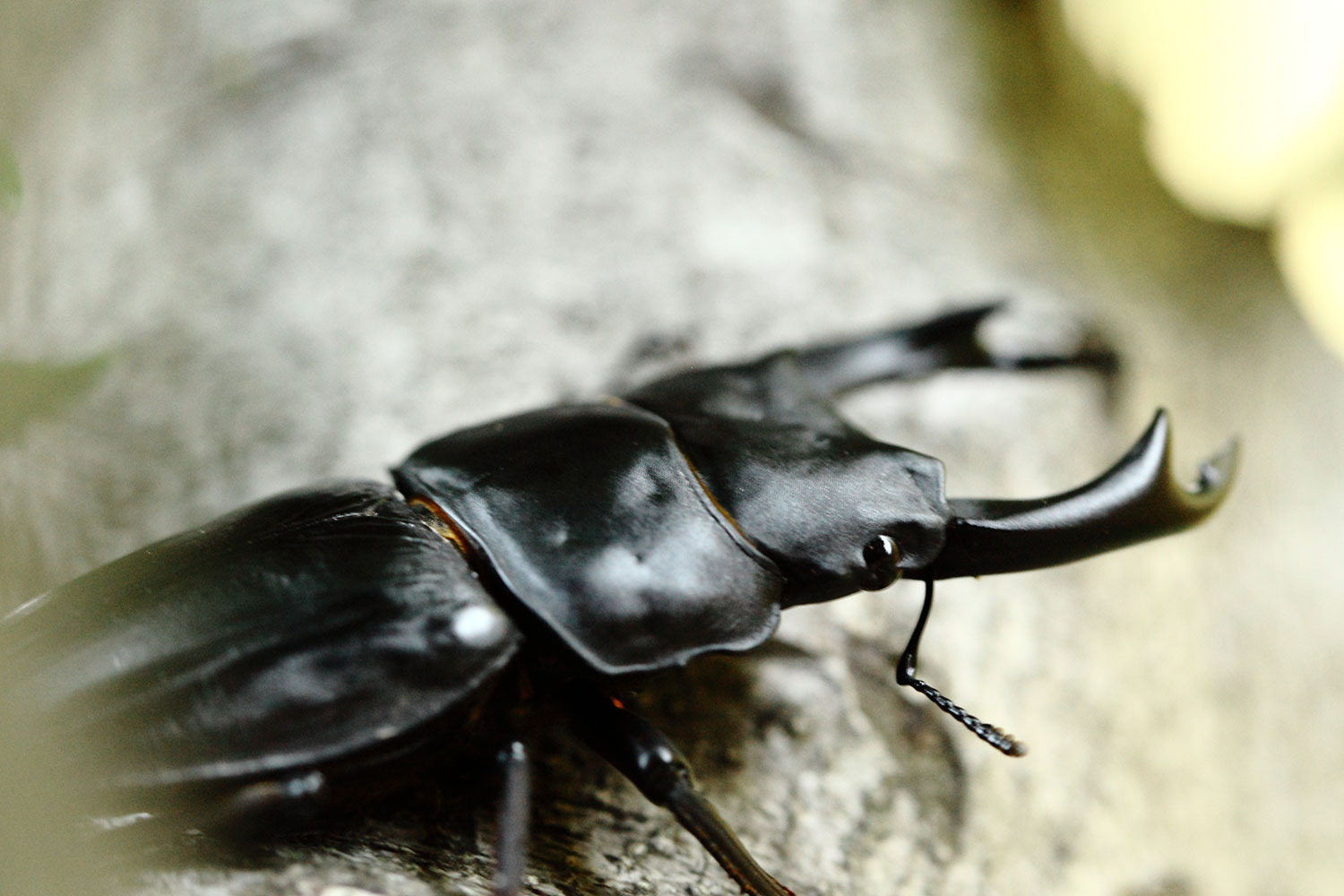 福島県産 野外品オオクワガタ オオクワガタ 野外採集個体の販売