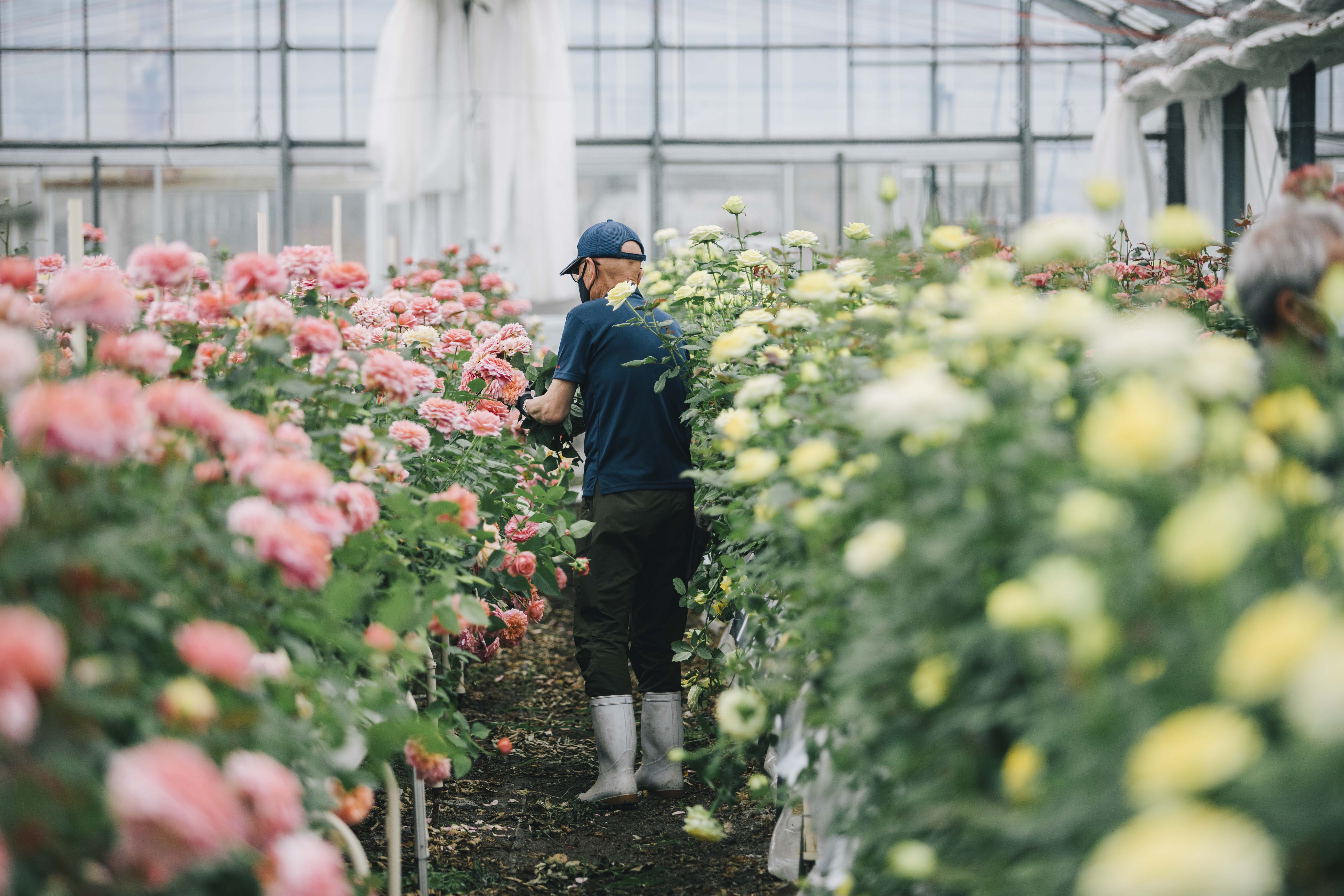 ホシファーム フリルブーケ ルージュ8本＆ホシフルーツ 贅沢