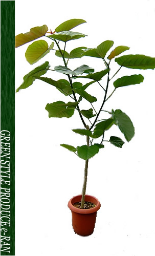 フィカス ウンベラータ 8号サイズ