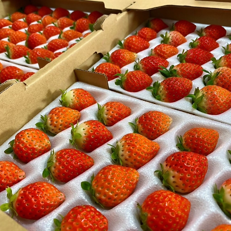 ヤマヘウミヘ]いちごのラング・ド・シャ（12枚）: JALショッピング