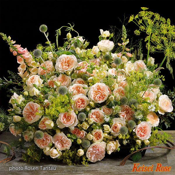 マティアス クラウディウス ローズ 大苗(4.5号角鉢)｜【京成バラ園