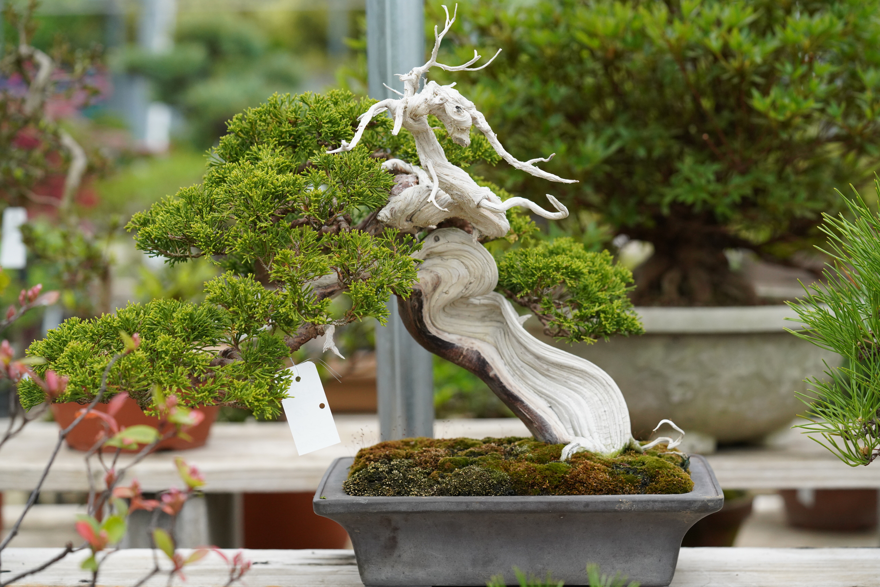 Tradman's Bonsai - Autumn leaves - / トラッドマンズ 盆栽 紅葉