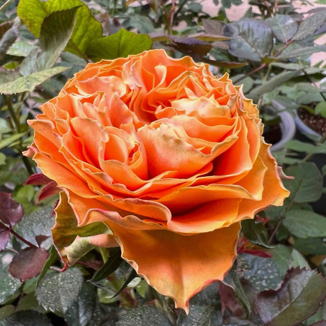 Copper Kiss Rose-铜吻| Netherland Cut Roses – Ergongzy Roses